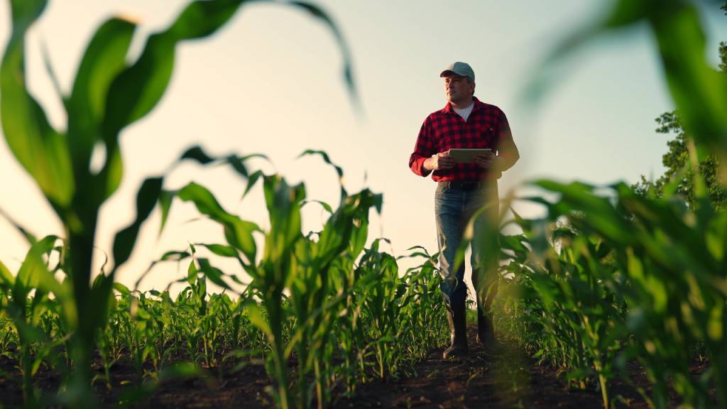 A farmer walking through a field of young corn.