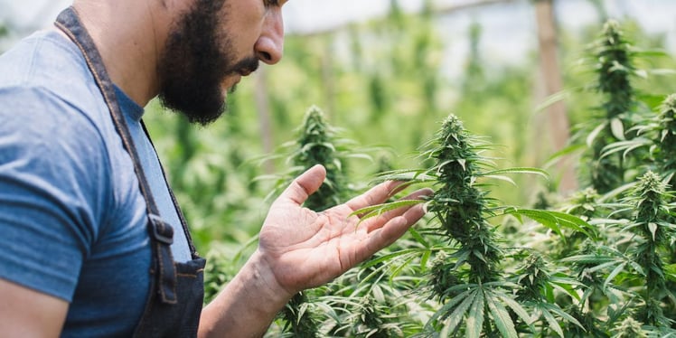 Employee in Cannabis Greenhouse