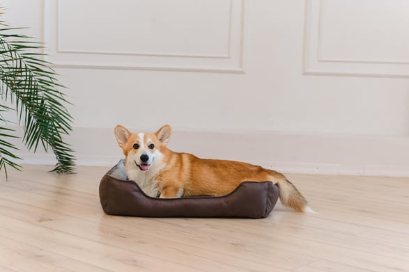 corgi laying in a dog bed