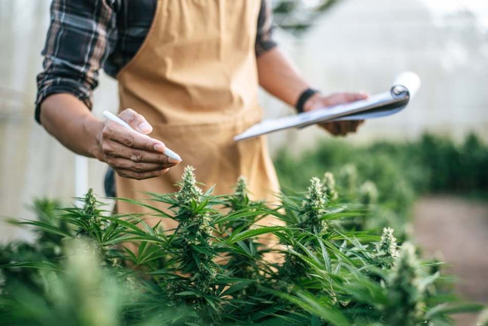 Cannabis grower checking in on crops in a greenhouse.