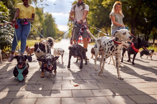 Group of dog walkers in the park