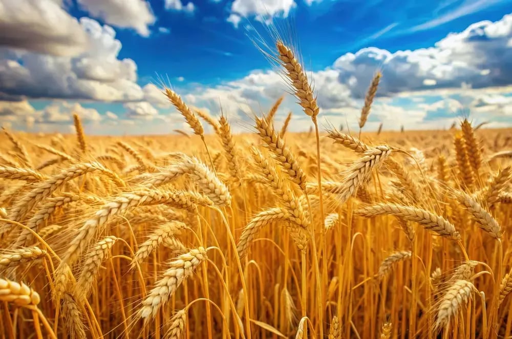 A closeup of golden wheat.