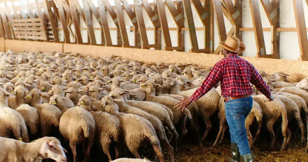 A farmer herding a large number of sheep in an indoor pen.