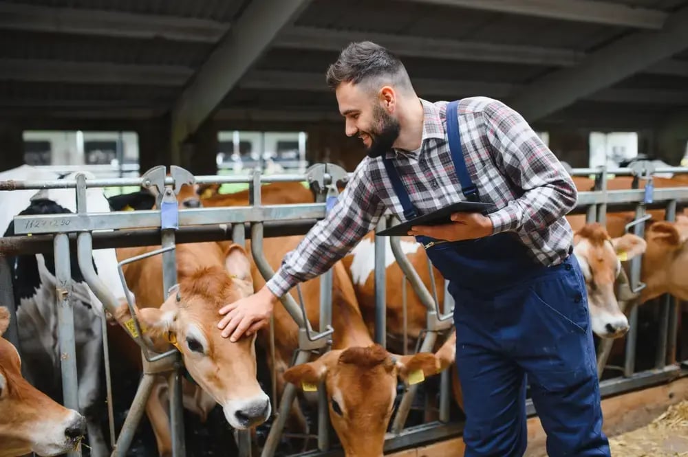 A farmer patting the head of a cow as it eats from a trough.