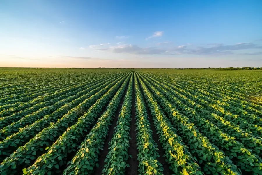 A green field of growing soybeans.